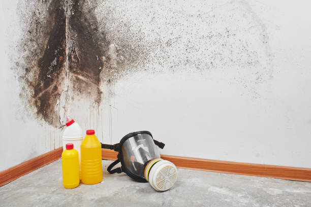 Best Black Mold Removal  in Buhl, MN