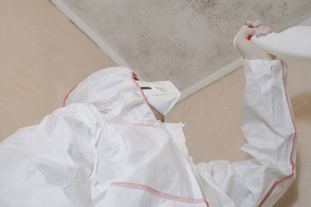 Mold Removal Process in Buhl, MN