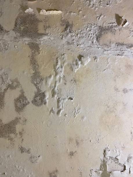 Best Mold Remediation  in Buhl, MN