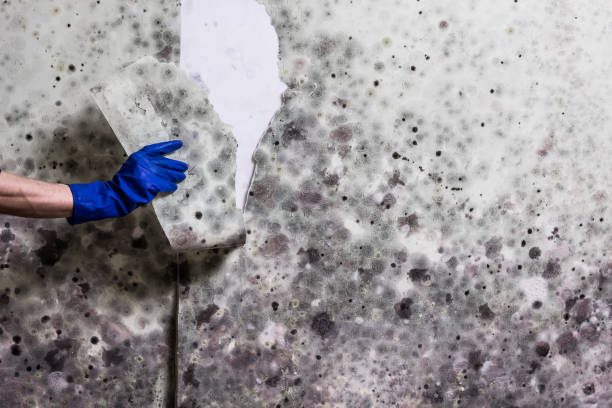 Best Mold Removal Specialists  in Buhl, MN