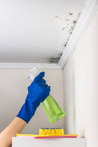 Best Crawl Space Mold Removal  in Buhl, MN